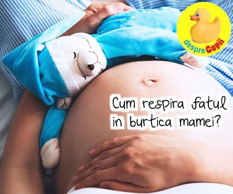 Cum respira fatul in burtica mamei?