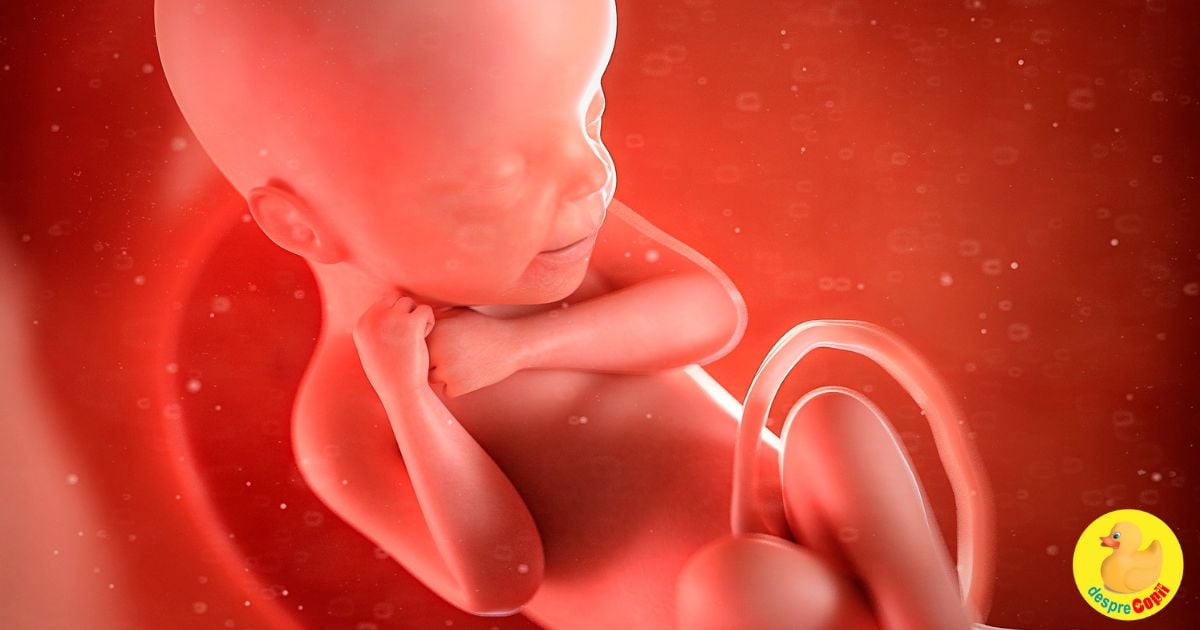 Evolutia sarcinii: bebelusii plutesc in uter inca din prima saptamana de viata width=