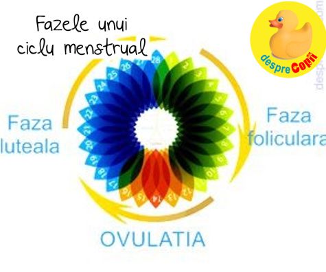 Fazele unui ciclu menstrual