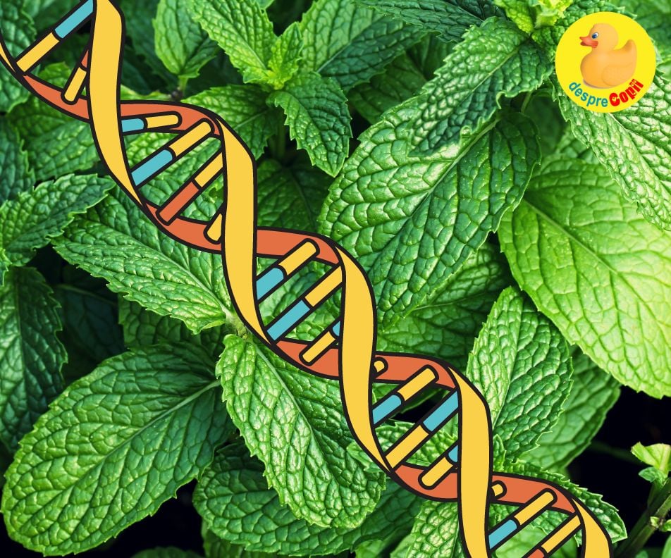 Ce fel de gene vegetale ai putea avea: incursiune fascinanta in natura si genetica