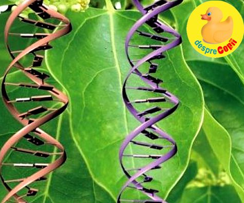 Ce fel de gene vegetale ai putea avea?