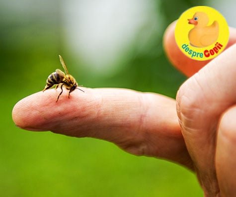 Intepatura de albina sau viespe: iata ce e de facut si ce riscuri sunt