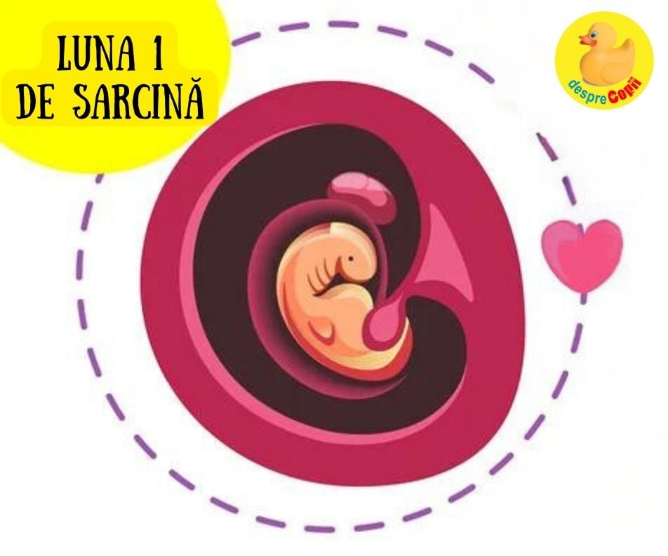 Luna 1 de sarcina -  ce se intampla cu tine si de ce trebuie sa fii precauta