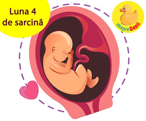 Luna 4 de sarcina: incep miscarile bebelusului si iata de ce ii poti canta deja