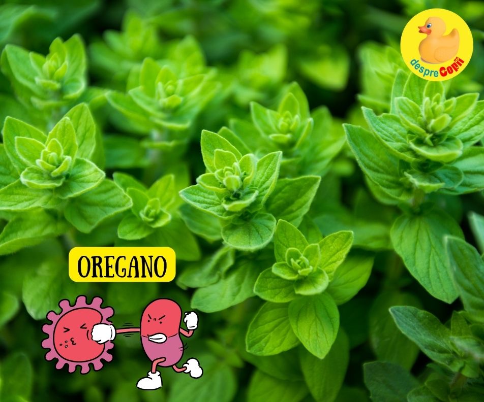 Este oregano cel mai puternic antibiotic natural? 6 beneficii uimitoare ale acestei plante minunate