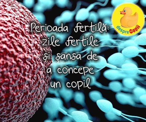 Perioada fertila: zile fertile si sansa de a concepe un copil