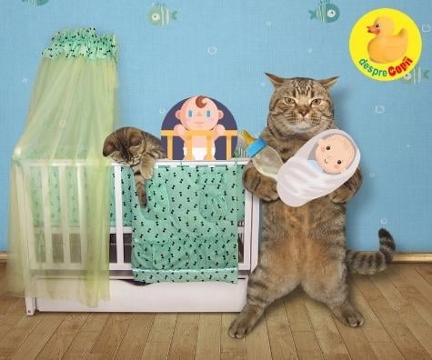 Cum imprietenim si familiarizam pisica cu venirea nou-nascutului acasa: strategii si sfaturi necesare