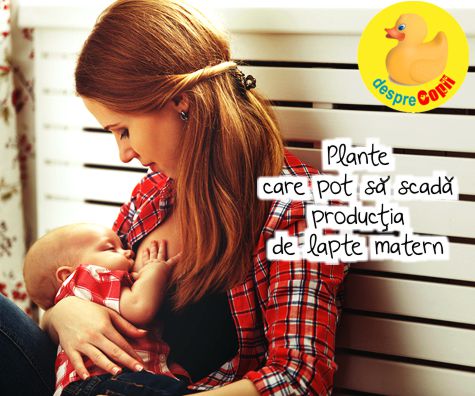 Plante care pot sa scada productia de lapte matern
