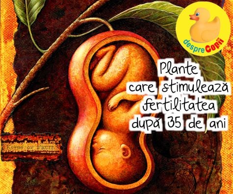 Plante care stimulează fertilitatea femeii după 35 de ani 🌿