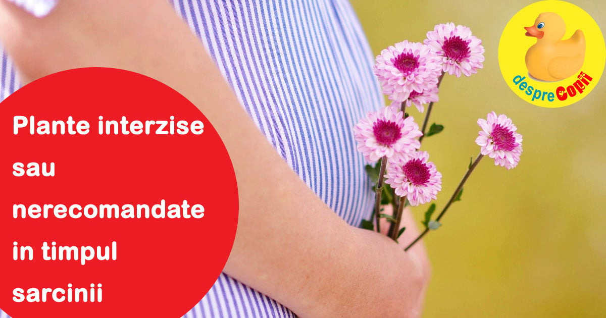 Plante INTERZISE și nerecomandate in timpul sarcinii