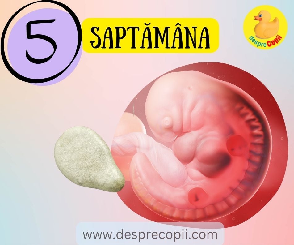 Saptamana 5 de sarcina. De acum bebe se numeste EMBRION - ce se intampla cu bebe si recomandari pentru mami