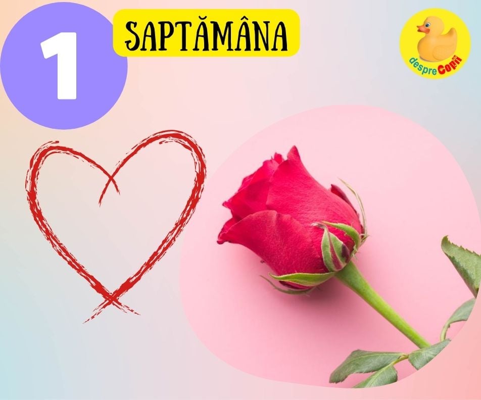 Saptamana 1 de sarcina -  Inca nu esti insarcinata dar corpul tau se pregateste