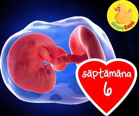 Eveniment in saptamana 6 de sarcina - saptamana cand inimioara incepe sa bata