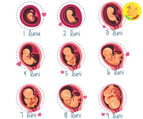 Sarcina pe luni: cum creste bebelusul si ce este important de facut in fiecare luna