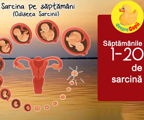 Sarcina pe saptamani: de la saptamana 1 pana la saptamana 20