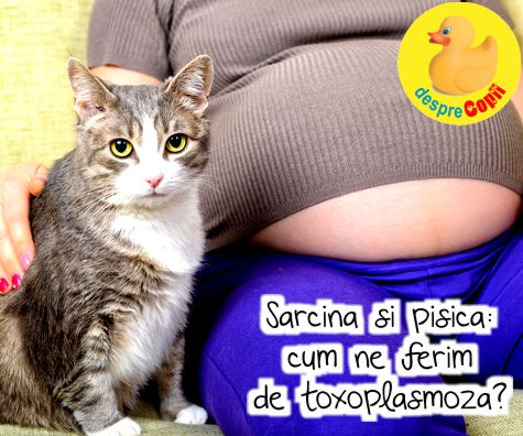 Sarcina si pisica - cum ne ferim de toxoplasmoza?