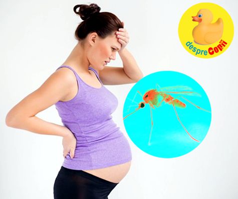 Virusul Zika: intrebari si raspunsuri importante pentru sarcina si sanatatea bebelusului