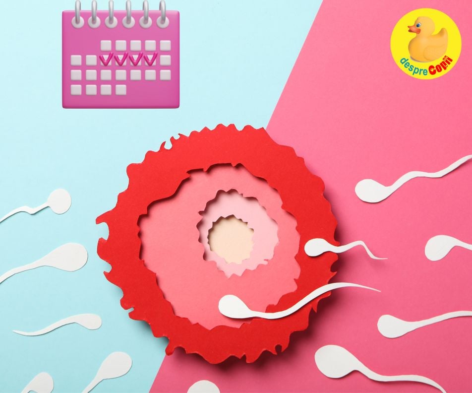 Ce se intampla daca faci sex in ziua in care ovulezi?