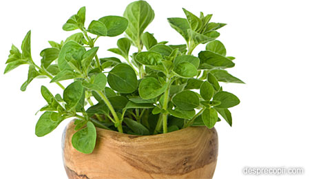 Oregano