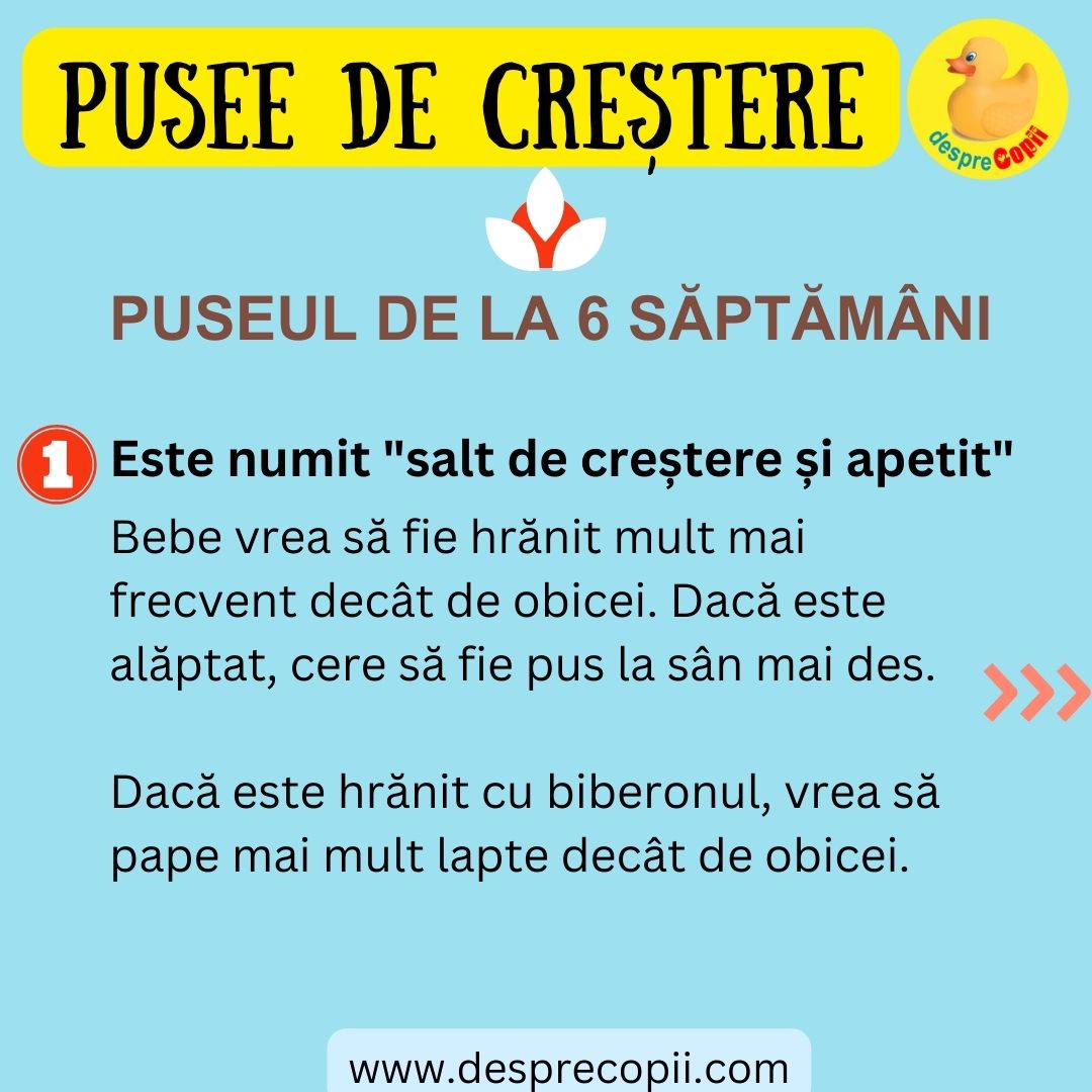 puseul de crestere 6 saptamani - 2