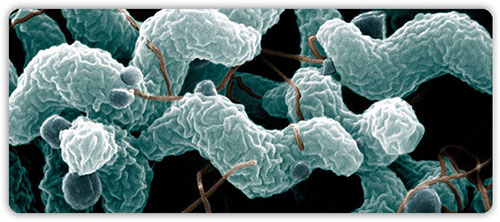Bacteria campylobacter 