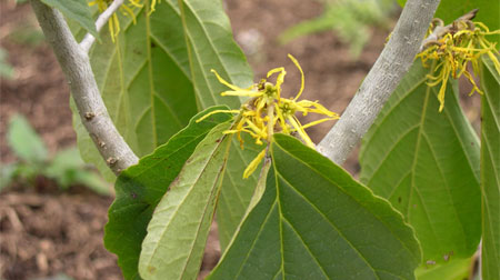 /Images/Hamamelis-virginiana-poza.jpg