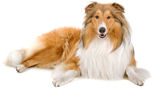 /Images/Lassie.jpg