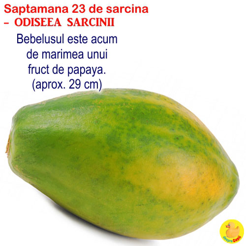 Dimensiunea fatului in saptamana 23 de sarcina