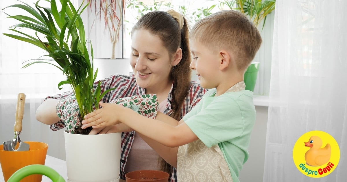 Purifică aerul din casa cu ajutorul plantelor