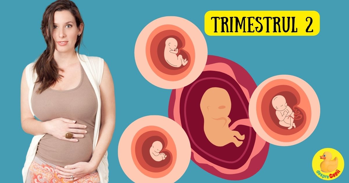 Al doilea trimestru de sarcina - trimestrul de miere al sarcinii: simptome specifice, momente importante si evolutie pe saptaman
