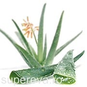 Aloe Vera sau planta nemuririi
