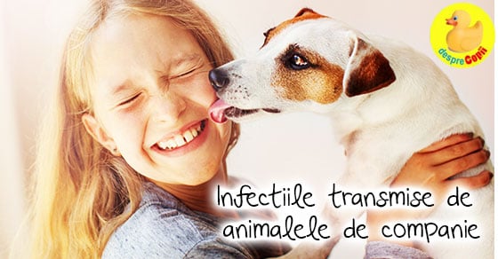 Infectiile transmise de animalele de companie (de casa)