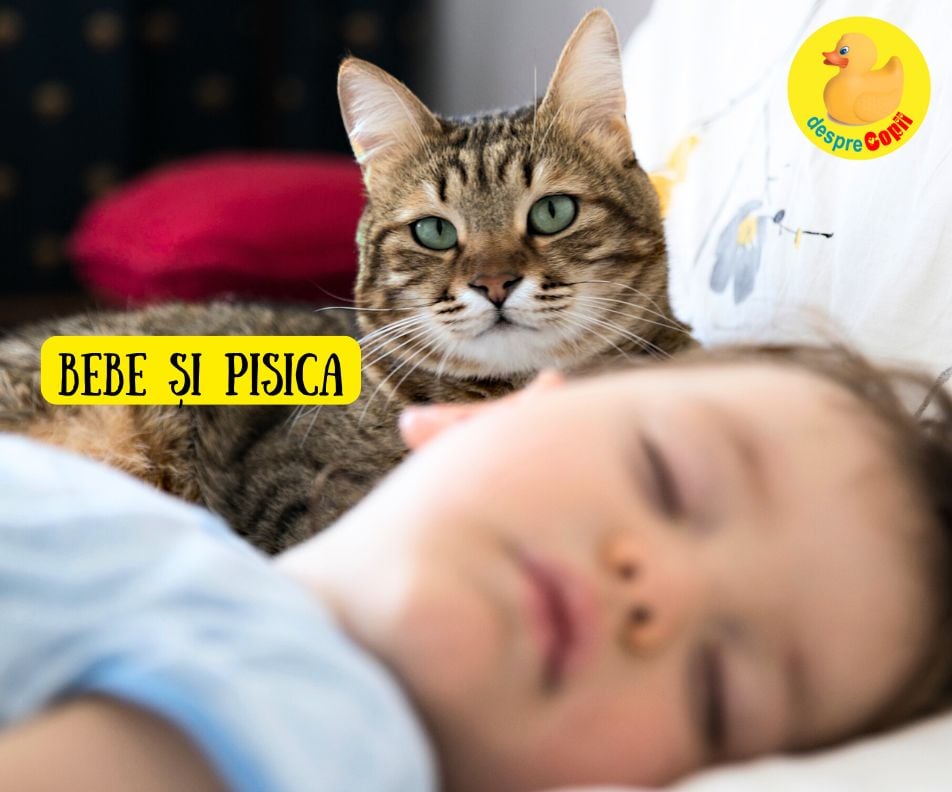 Cum facem cunostinta pisicii cu bebe nou-nascut si cum ne asiguram ca stie regulile