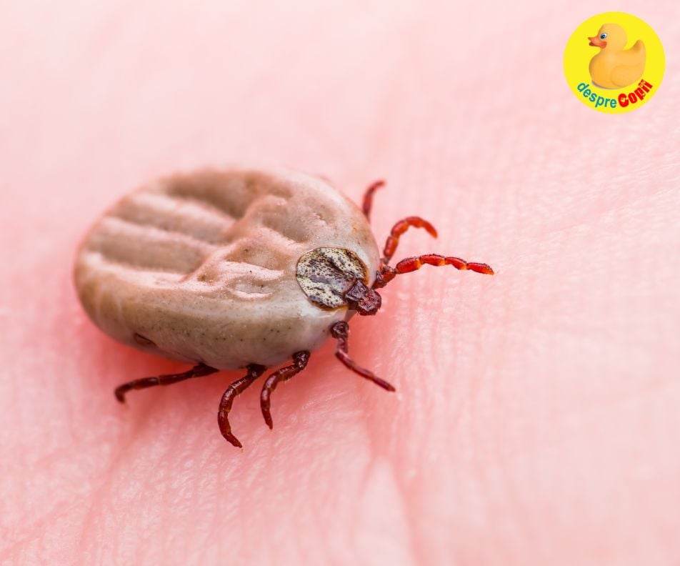 Boala Lyme (Borelioza)