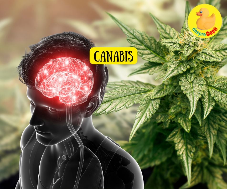 Consumul de canabis în adolescență poate afecta grav dezvoltarea creierului copilului