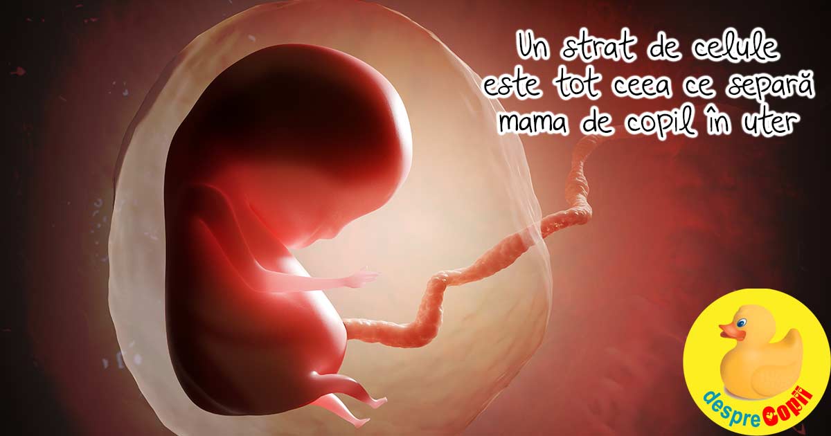O inima care bate sub inima mamei - un strat de celule este tot ceea ce separa mama de copil in uter
