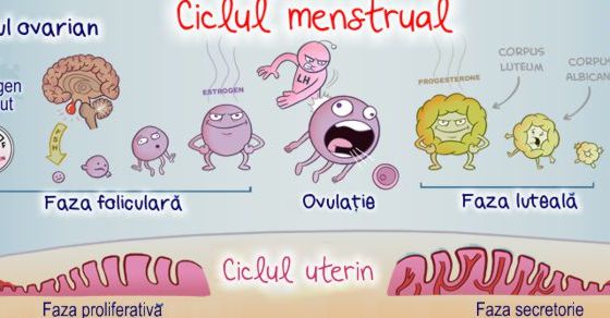 Fazele unui ciclu menstrual