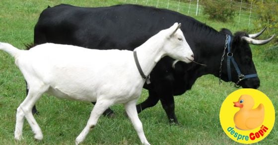 Laptele de vaca versus laptele de capra - comparatie nutritiva infografic