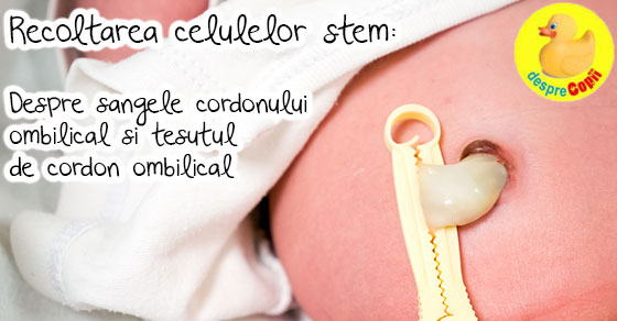 Recoltarea celulelor stem -  Despre sangele cordonului ombilical si tesutul de cordon ombilical