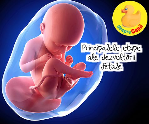 Principalele etape ale dezvoltarii fetale