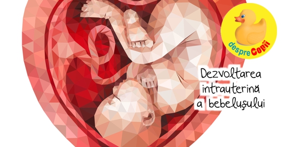 Dezvoltarea intrauterina a bebelusului
