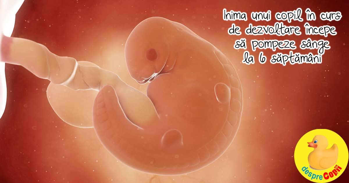 In burtica mamei: inima unui fat incepe sa pompeze sange la 6 saptamani de sarcina