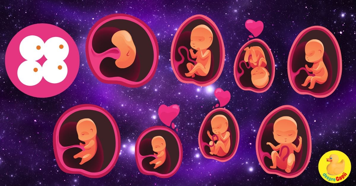 Sarcina: principalele etape ale dezvoltarii fetale: evenimente importante prin care trece bebe cand creste in burtica