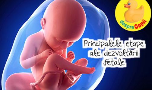 Principalele etape ale dezvoltarii fetale
