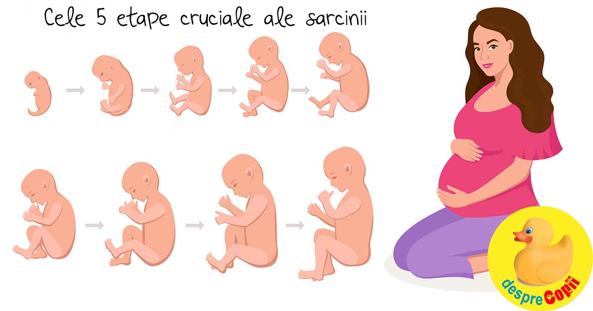 Cele 5 etape cruciale ale sarcinii -  dezvoltare in etape esentiale si schimbari importante