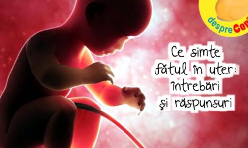 Ce simte fatul in uterul mamei: intrebari si raspunsuri