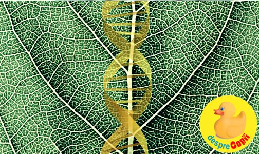 Ce fel de gene vegetale ai putea avea?