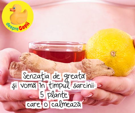 Senzatia de greata si voma in timpul sarcinii: 5 plante care o calmeaza