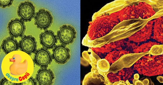 Diferenta dintre o infectie bacteriala si una virala