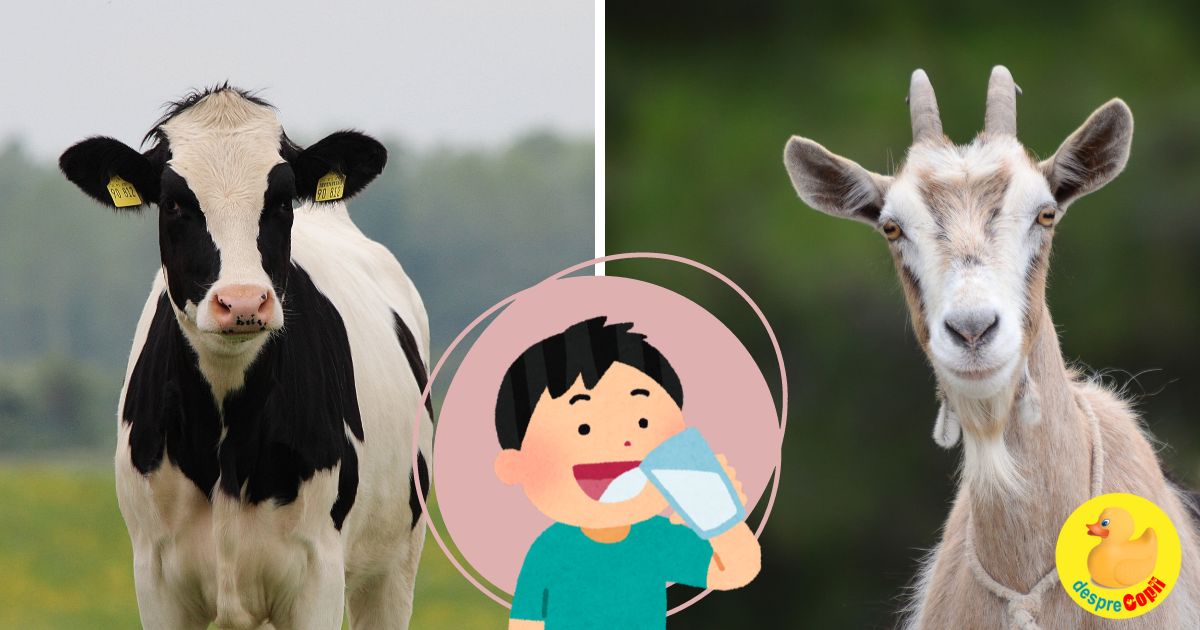 Pentru copii ce este mai sanatos? Laptele de vaca sau laptele de capra? - iata ce stim
